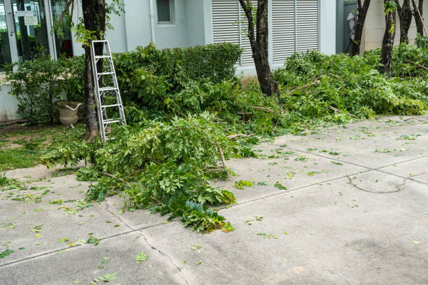 How Our Tree Care Process Works  in  Mandeville, LA